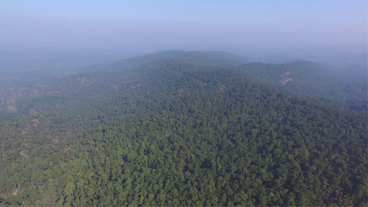 Unsafe Forest in Jharkhand : जानें झारखंड सरकार की किस लापरवाही से है सिंहभूम में जंगल असुरक्षित और लकड़ी माफिया सक्रिय