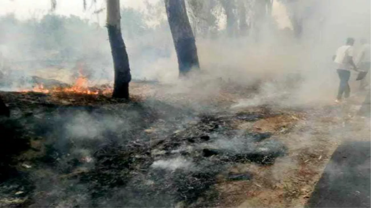 पंजाब में नहीं रुक रहा खेत में आग लगाने का सिलसिला, फरीदकोट में 2 किमी दायरे में हजारों पेड़-पौधे जले