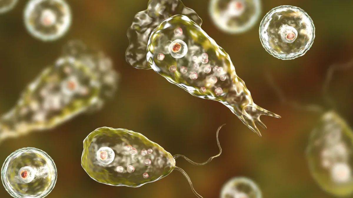 https://www.jagranimages.com/images/newimg/21052024/21_05_2024-brain_eating_amoeba_23722529.jpg