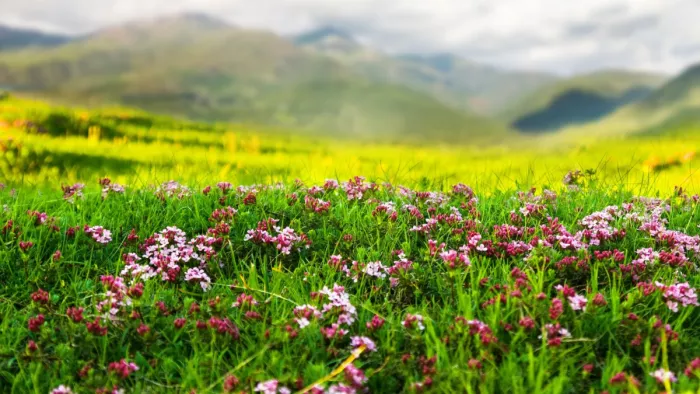 June Travel Destinations: 1 जून से खुल रही है पर्यटकों के लिए फूलोें की घाटी