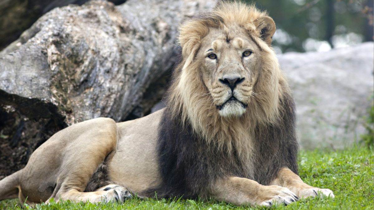 https://www.jagranimages.com/images/newimg/21052025/21_05_2025-asiatic_lion_23943223.jpg
