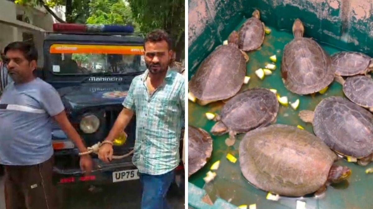 rare turtle smuggling two arrested in etawah with 22 turtles they use them in sex enhancing medicines