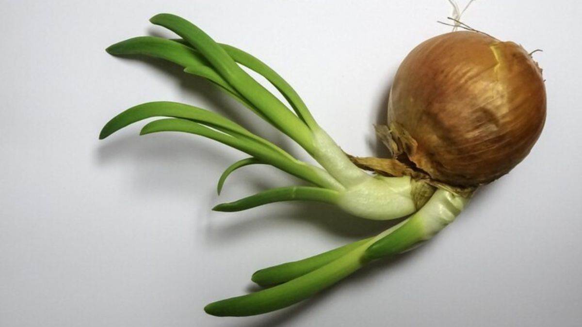 https://www.jagranimages.com/images/newimg/21052025/21_05_2025-sprouted_onions_benefits_23941950.jpg