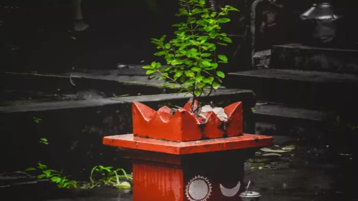 Vastu Tips For Tulsi: : रामा या श्यामा तुलसी में से कौन सा पौधा घर में लगाना है शुभ