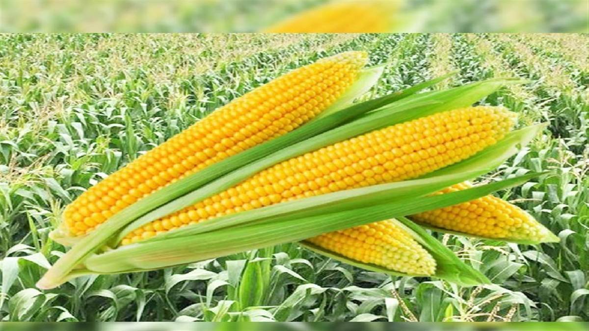Maize New Variety: बिहार कृषि विश्वविद्यालय ने जारी की मक्के की नई ...