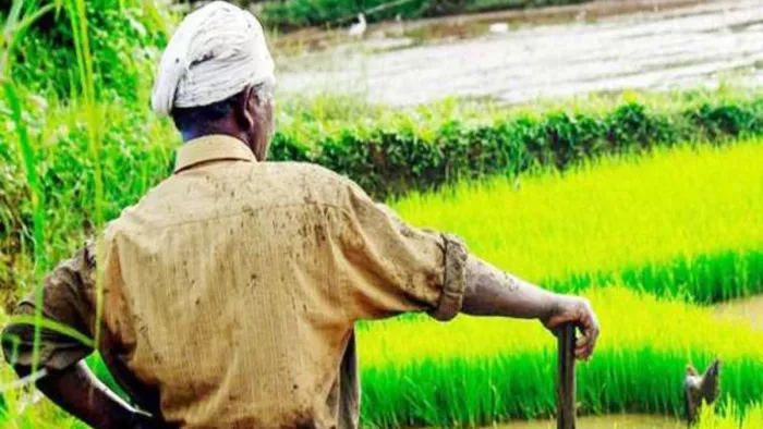 मोदी कैबिनेट ने 14 खरीफ फसलों के लिए एमएसपी को मंजूरी दे दी है। जागरण