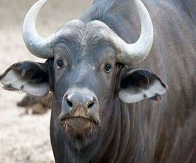Hisar big update 11 more Buffaloes died in Nangthala Village 40 total death  now