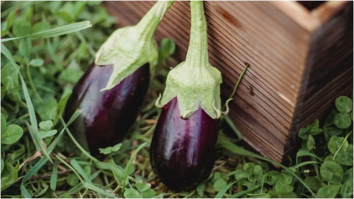 Eggplant Benefits: जान लेंगे बैंगन खाने के फायदे, तो फौरन कर लेंगे इसे डाइट में शामिल