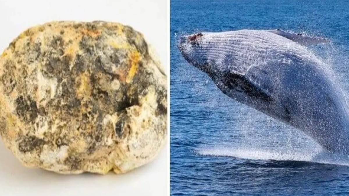 https://www.jagranimages.com/images/newimg/21072022/21_07_2022-whale_vomit_22912184.jpg