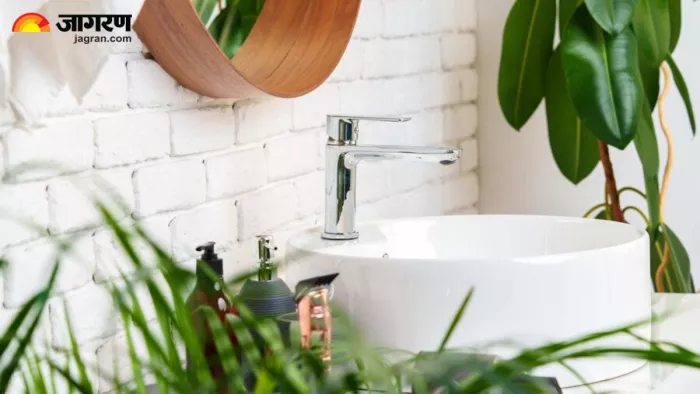 Bathroom Plants: बाथरूम में लगाने के लिए बेस्ट हैं ये 3 पौधे (Image Source: Freepik)