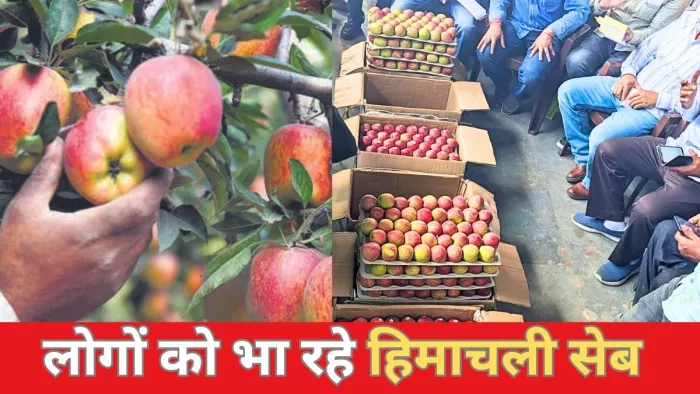 हिमाचल के सेब बन रहे लोगों की पहली पसंद