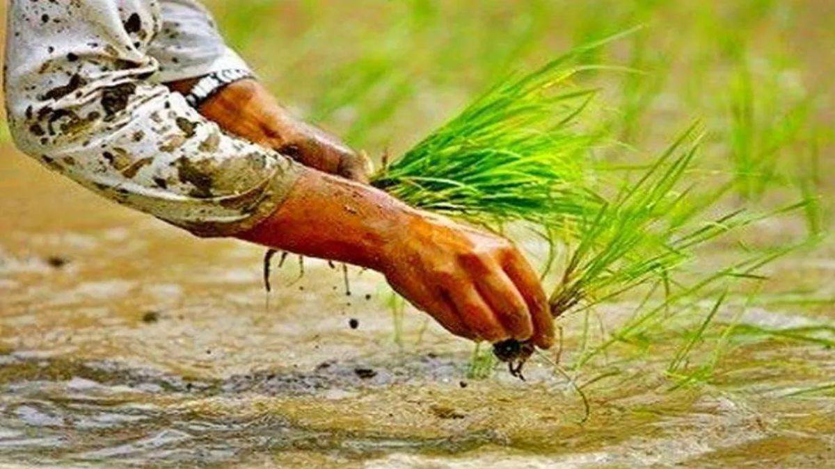 https://www.jagranimages.com/images/newimg/21072025/21_07_2025-agriculture-news_23990022.jpg