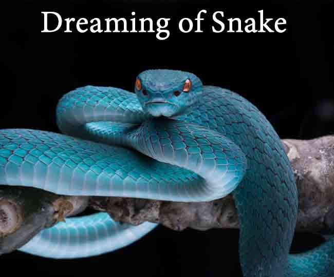 download dreaming of snakes for free download dreaming of snakes for free