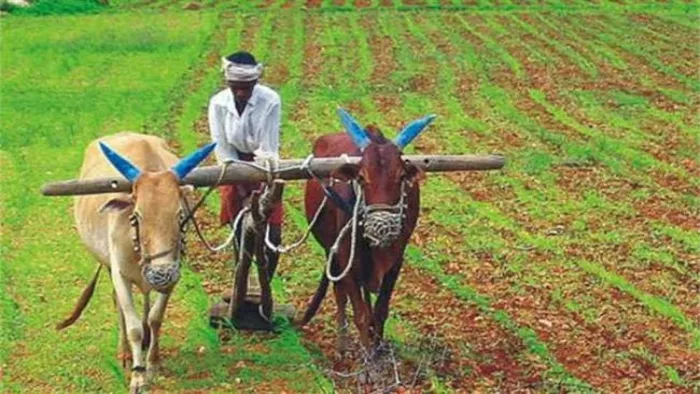 Chhattisgarh: राज्य के किसानों ने लिया 6290 करोड़ का कृषि ऋण, इस जिले के  कृषकों ने सबसे अधिक लिया कर्ज - Chhattisgarh Farmers of the state took  agricultural loan of 6290 crores