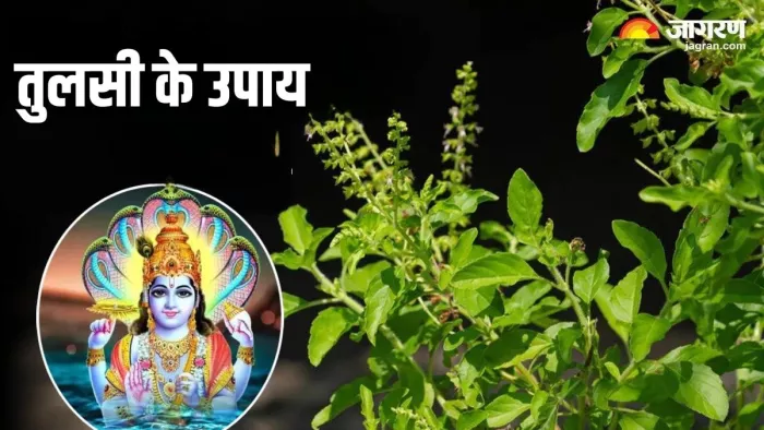 Tulsi Ke Totke: तुलसी के चमत्कारी उपाय