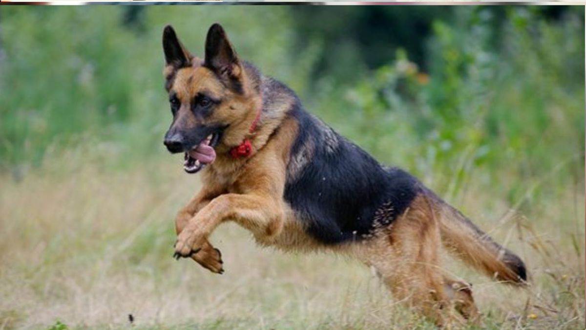 https://www.jagranimages.com/images/newimg/21082025/21_08_2025-dog__24020832.jpg