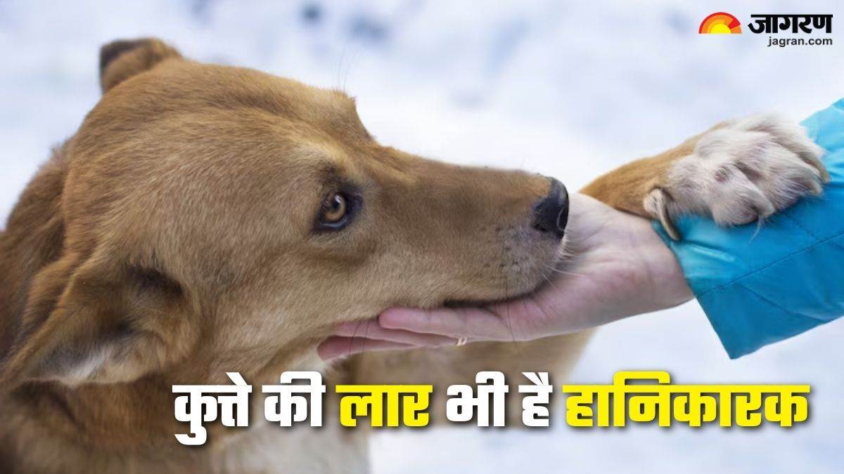 https://www.jagranimages.com/images/newimg/21082025/21_08_2025-dog_saliva_side_effects_24020622.jpg