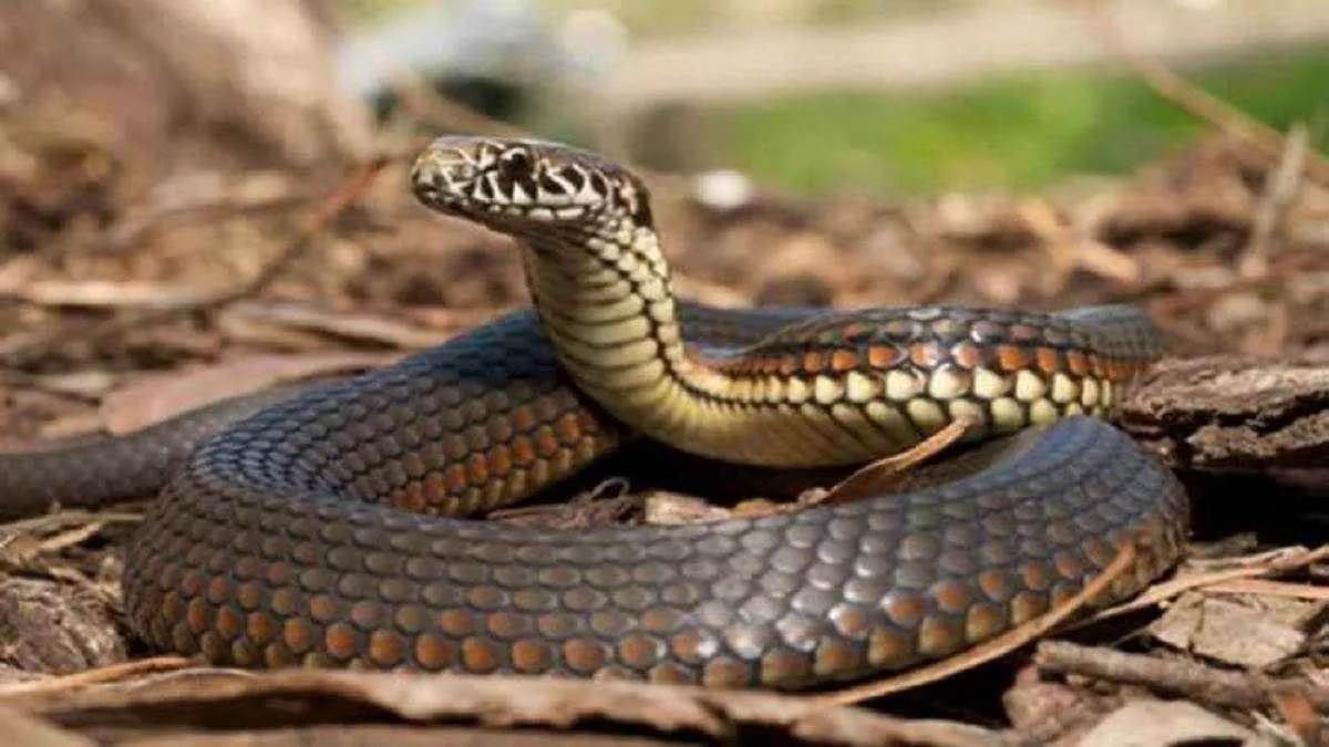https://www.jagranimages.com/images/newimg/21082025/21_08_2025-snake_100_r_24020681.jpg