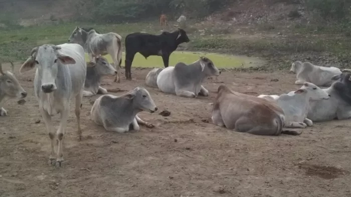 Lumpy Virus: आगरा में लंपी वायरस से दो गायाें की मौत हो चुकी है।