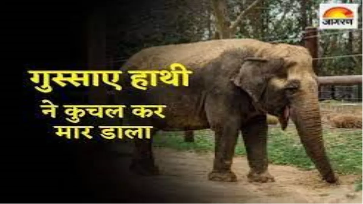 एक गुस्‍सैल हाथी ने अपने ही महावत को सूंड से नीचे गिराकर कुचल दिया।