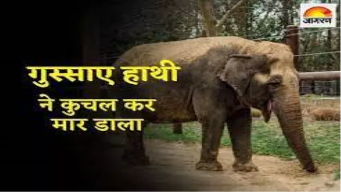 एक गुस्सैल हाथी ने अपने ही महावत को सूंड से नीचे गिराकर कुचल दिया।