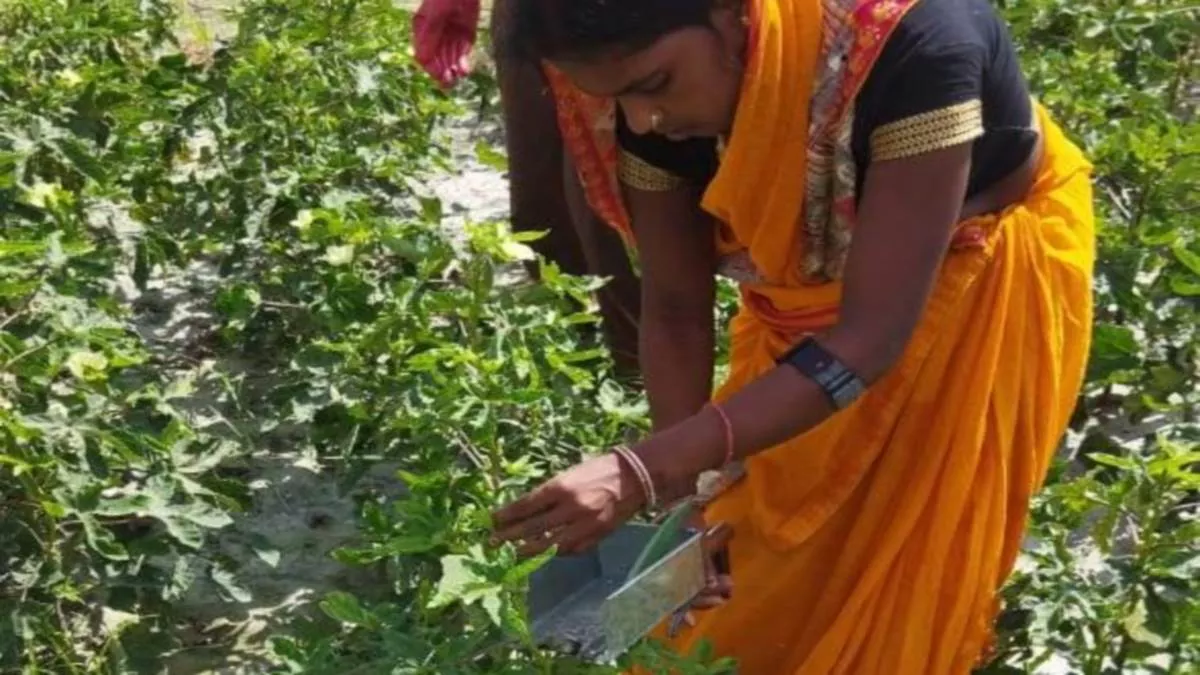 पूसा कृषि फार्म में भिंडी की कटाई करती महिला। सौ. विश्वविद्यालय