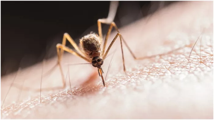 Mosquito Bite: कुछ लोगों को क्यों ज़्यादा काटते हैं मच्छर