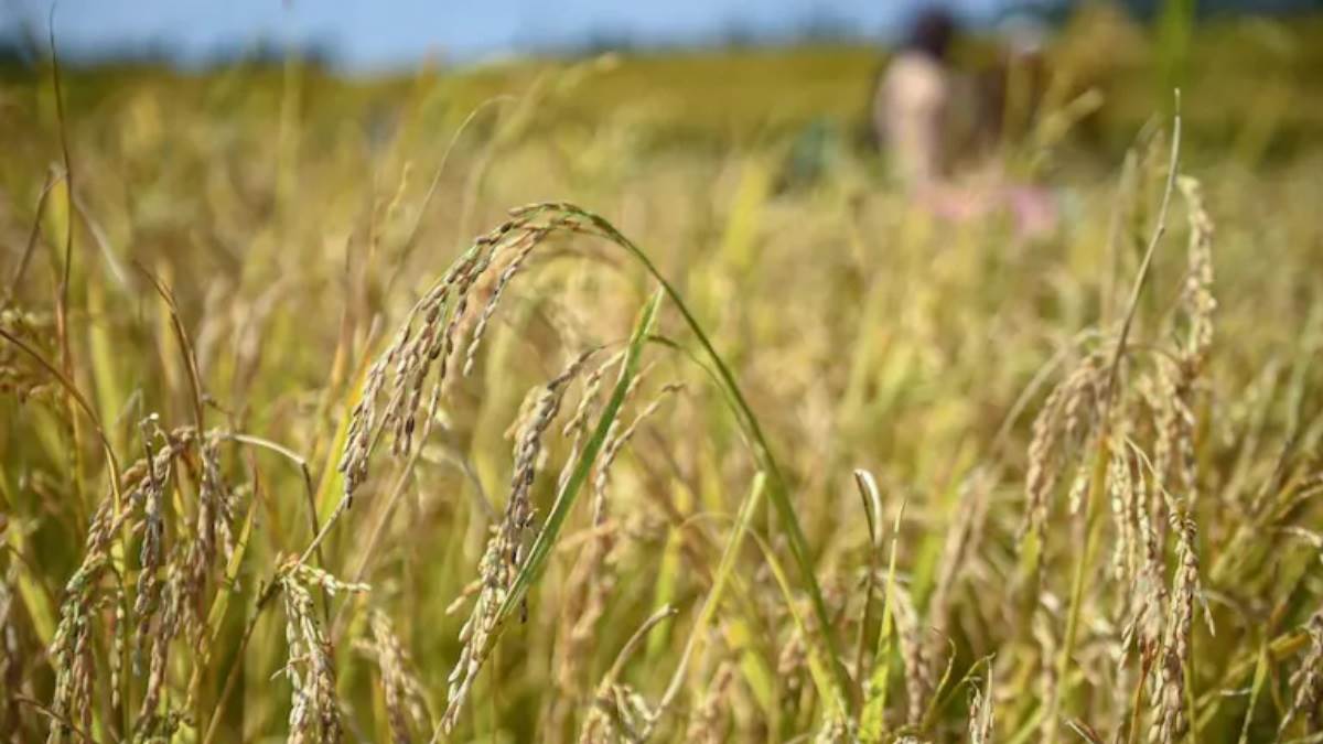 estimated decline in food grain production in kharif seasion due to indifference of monsoon