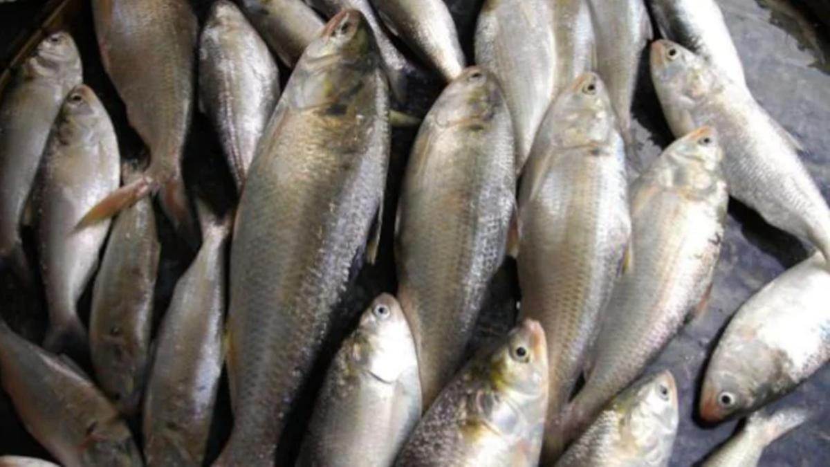 https://www.jagranimages.com/images/newimg/21092023/21_09_2023-fish_23536539.jpg