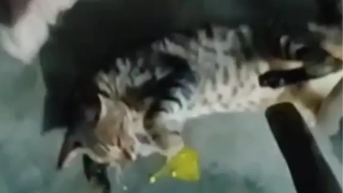 कोतवाली क्षेत्र के गांव शाहजहांपुर में व्यक्ति ने बिल्ली को लाठी से बेरहमी से पीटा, जिससे उसकी मौत हो गई।
