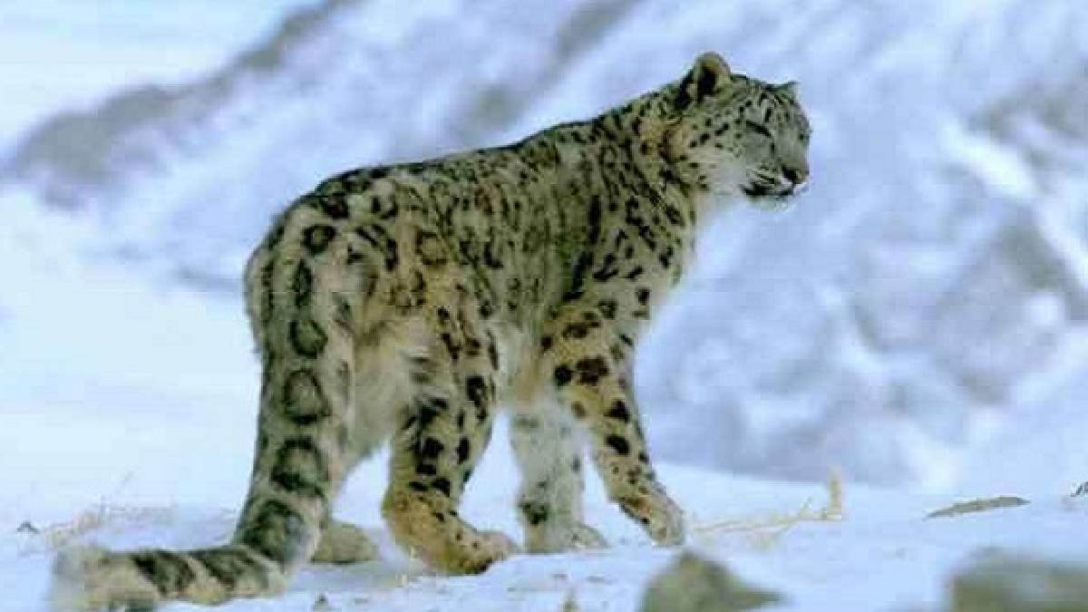 the work on country first snow leopard conservation center did not start due to budget lack