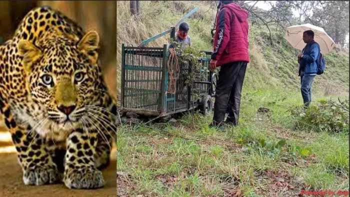 Leopard Attack: ताऊ की हिम्मत ने भतीजे को गुलदार का निवाला बनने से बचाया। Concept Photo