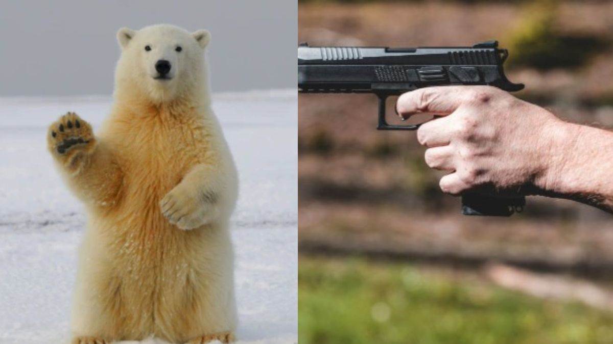 https://www.jagranimages.com/images/newimg/21092024/21_09_2024-polar_bear_23801718.jpg