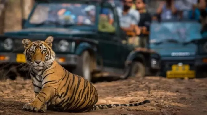 कॉर्बेट टाइगर रिजर्व में वन्यजीवों की सुरक्षा पर ध्यान केंद्रित किया जा रहा है। फाइल फोटो