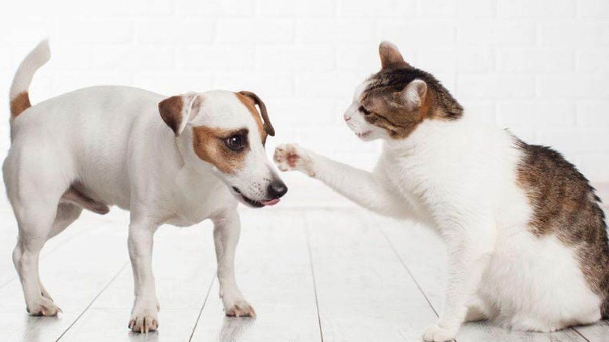 pet peeves lead to divorce couple seeks separation over dog cat conflict
