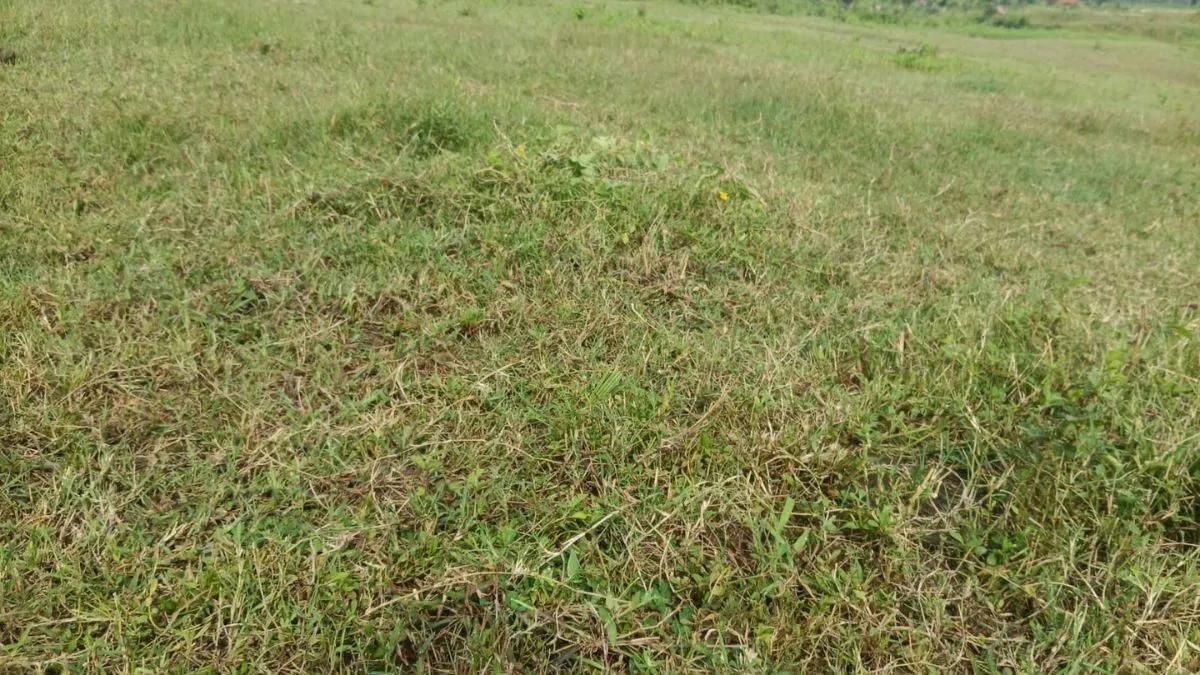 झारखंड में खेती योग्य और बंजर भूमि का बनेगा विस्तृत डाटाबेस, जिला स्तर पर तैयार होगा डाटा