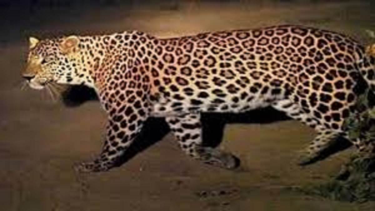 https://www.jagranimages.com/images/newimg/21092025/21_09_2025-lapord_r_24055233.jpg