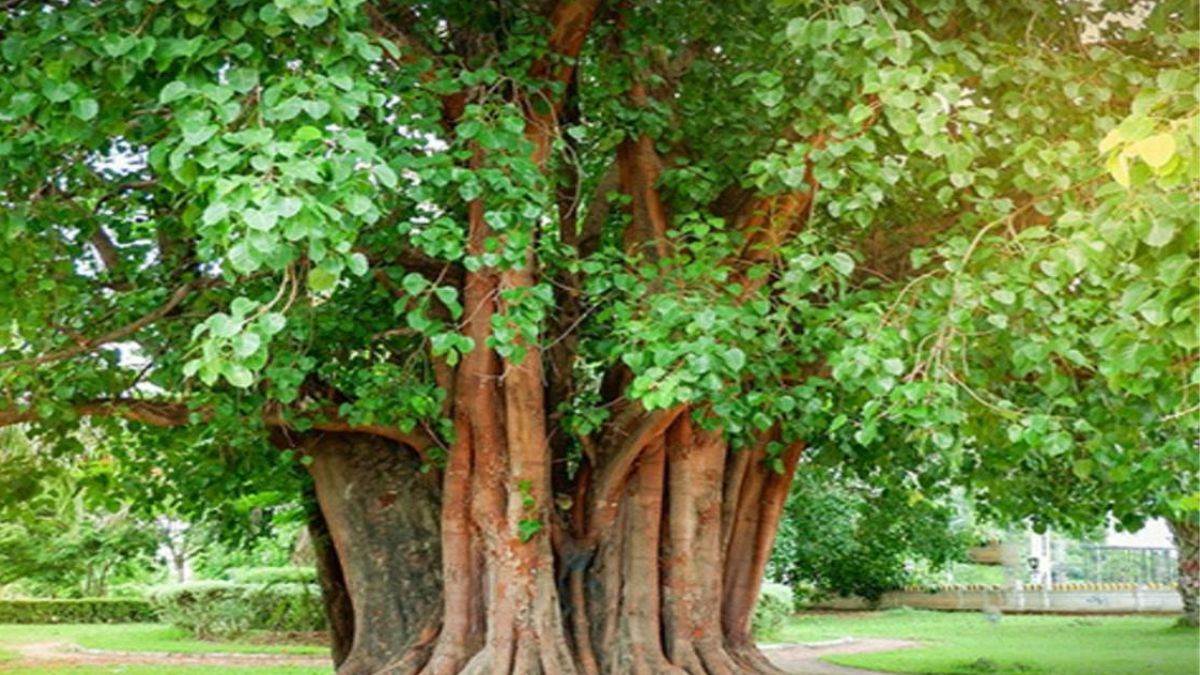 himachal pradesh sdm kasauli show cause notice over cutting 100 year old peepal tree