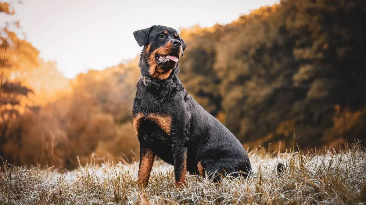https://www.jagranimages.com/images/newimg/21092025/21_09_2025-rottweiler_24055323.jpg