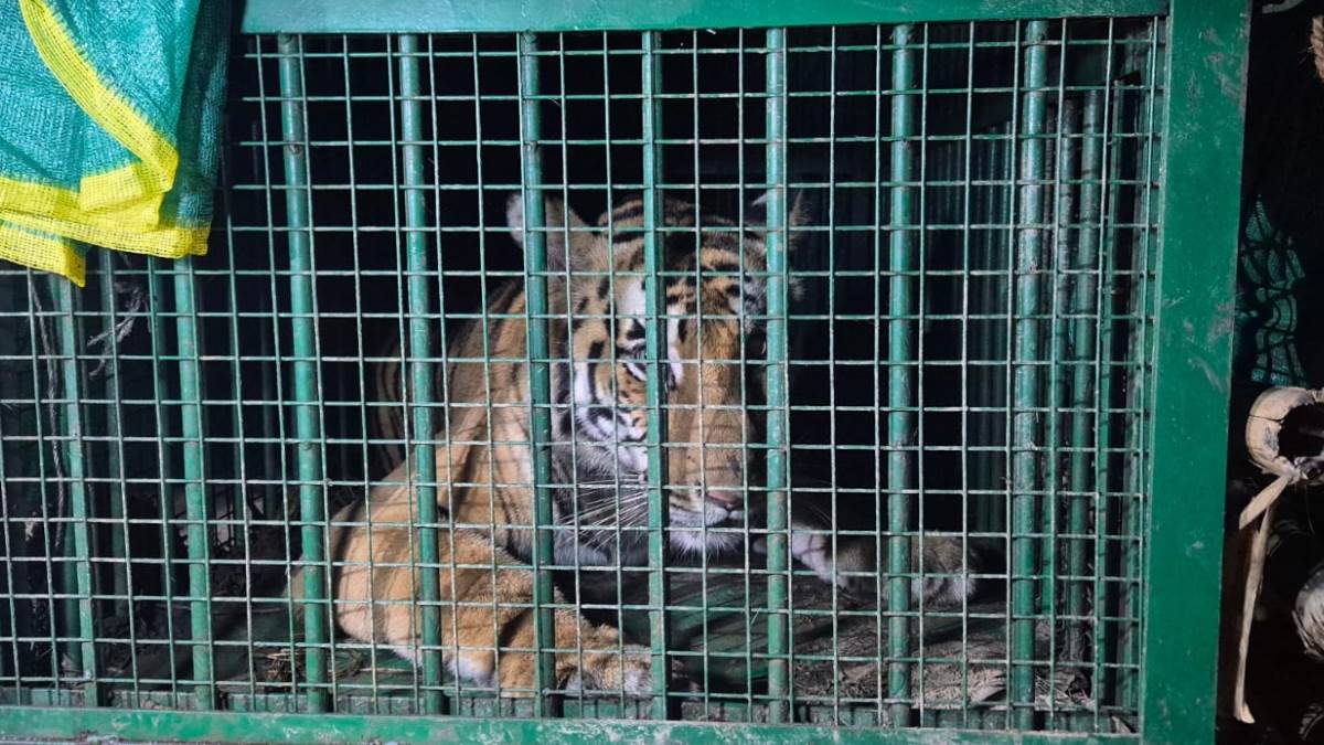 https://www.jagranimages.com/images/newimg/21092025/21_09_2025-tigress_24054527.jpg