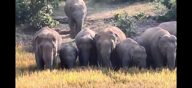 कोडरमा जिले में एक पखवाड़े से जंगली हाथियों का झुंड अपना डेरा जमाए हुए है।