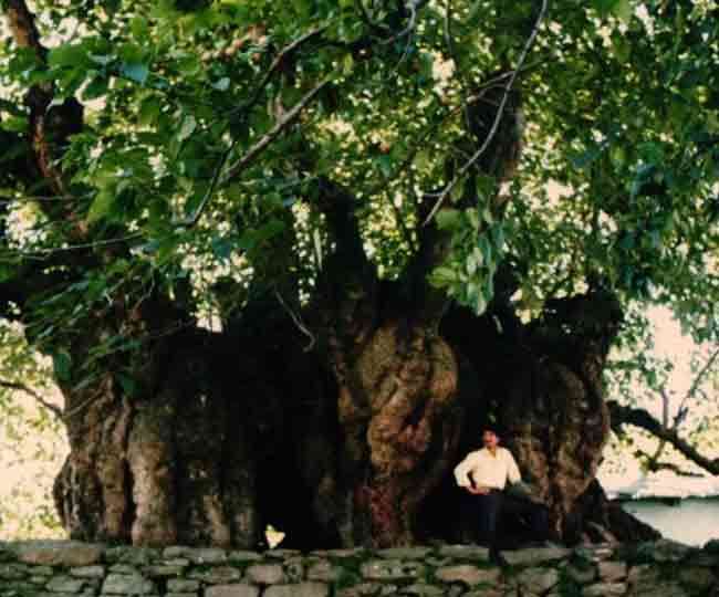 चमोली जिले के जोशीमठ में 500 से अधिक साल पुराना शहतूत का देव वृक्ष।