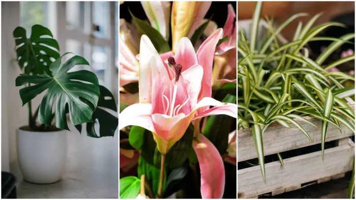 Air Purifying Plants: घर को खुशबूदार बनाने के साथ हवा को साफ करते हैं ये 5 पौधे!