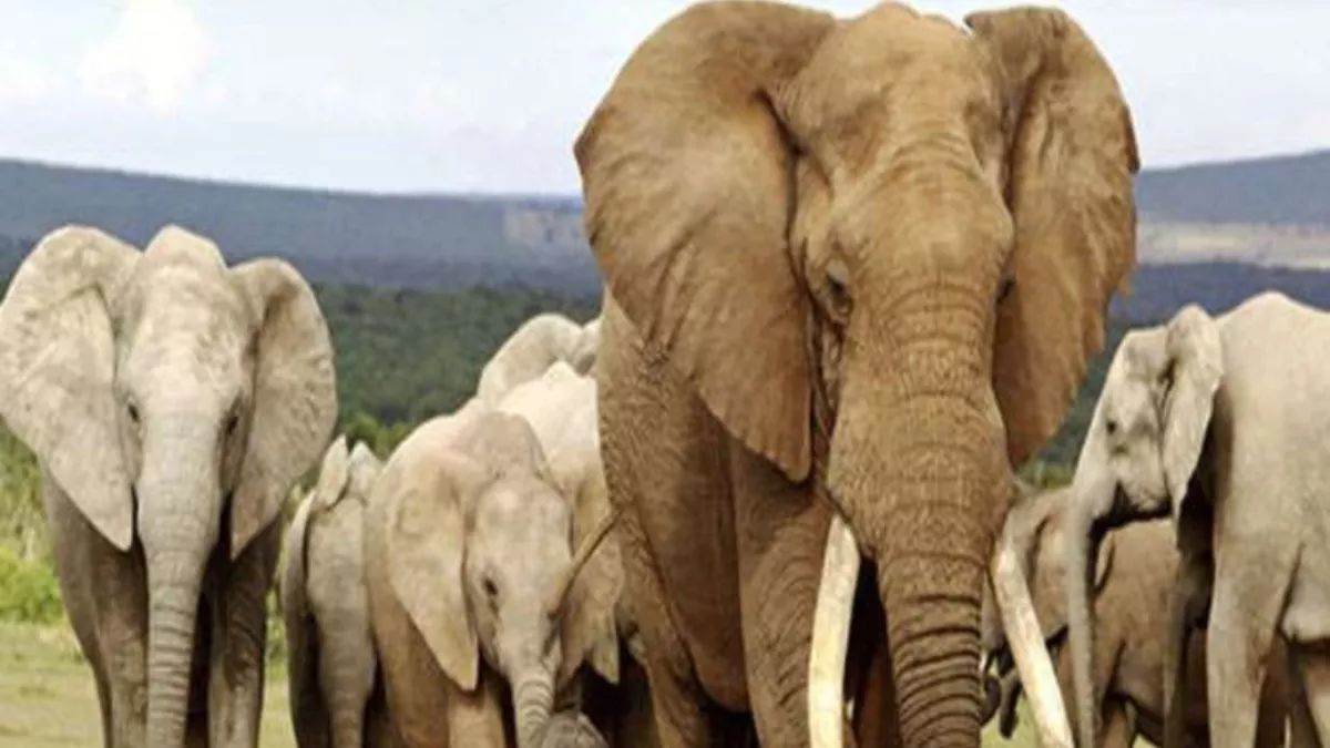 womens injured in attack by nepalese elephants in bahraich