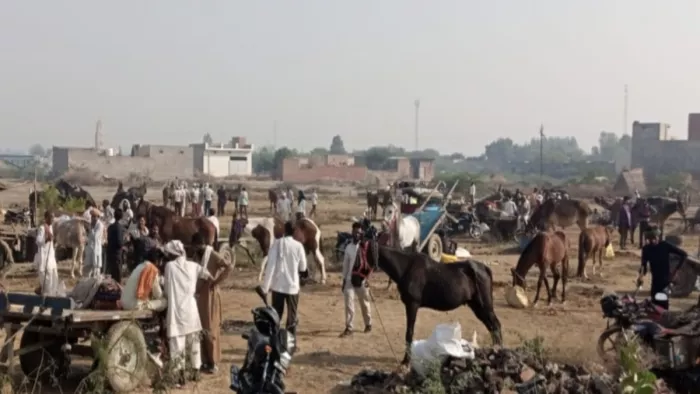 चार साल बाद बेरी में लगा पशुमेला, करोड़ों की कीमत के घोड़े बनेंगे आकर्षण का केंद्र।