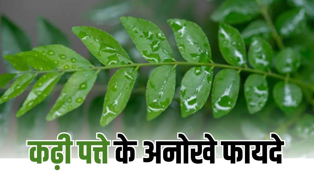 curry leaves benefits drinking a glass of curry leaves water will be very beneficial for overall health