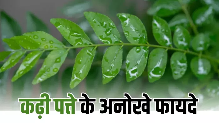 कढ़ी पत्ते का पानी पीने से मिलेंगे ढेरों फायदे (Picture Courtesy: Freepik)