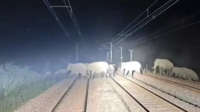 हावड़ा मुंबई मुख्य मार्ग पर हाथियों का झुंड।