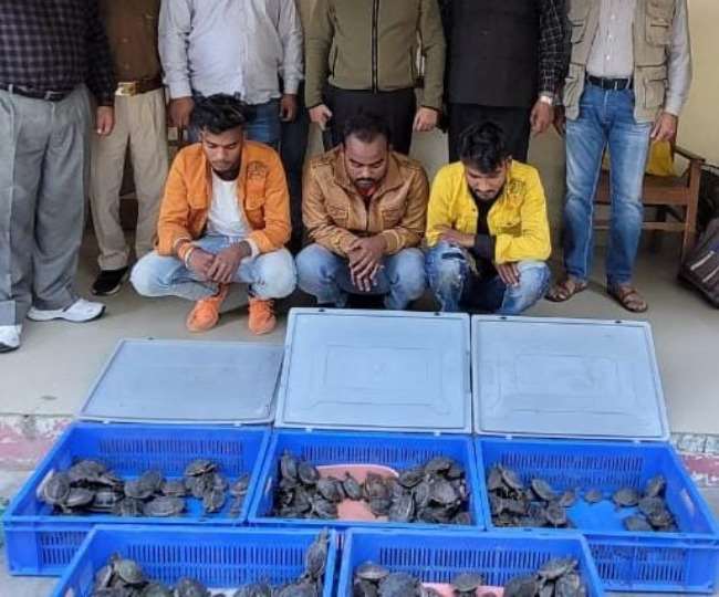 लखनऊ में 260 कछुओं के साथ तीन तस्कर गिरफ्तार वन विभाग और एसटीएफ की टीम