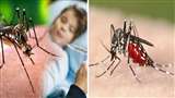 Dengue In Meerut मेरठ ही नहीं, आसपास के जिलों में भी डेंगू के मामले बढ़ रहे हैं।